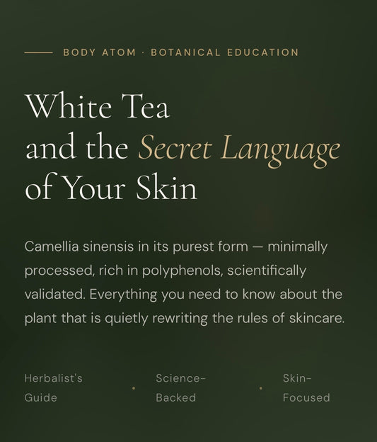 White tea leaves and buds of Camellia sinensis with botanical skincare ingredients — Body Atom guide to white tea skin benefits